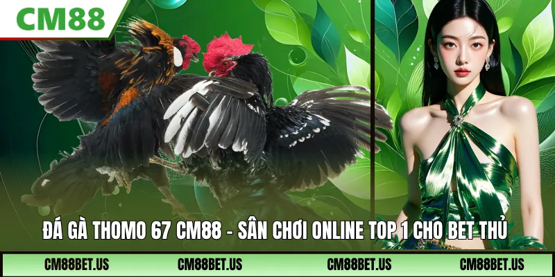 Đá Gà Thomo 67 Cm88 – Sân Chơi Online Top 1 Cho Bet Thủ